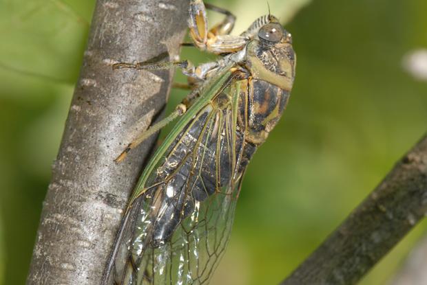 Tibicen canicularis, Québec, Canada.
