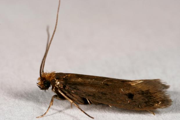 Case-bearing clothes moth Tinea pellionella, Québec, Canada.