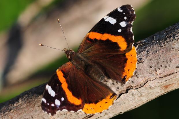 Vanessa atalanta