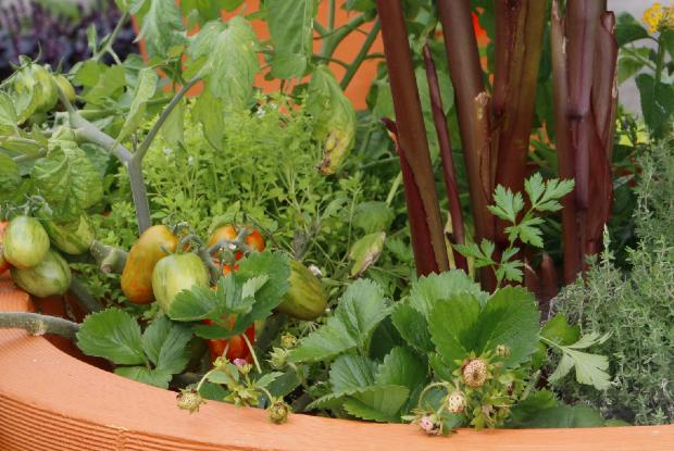 Edible plants in a container