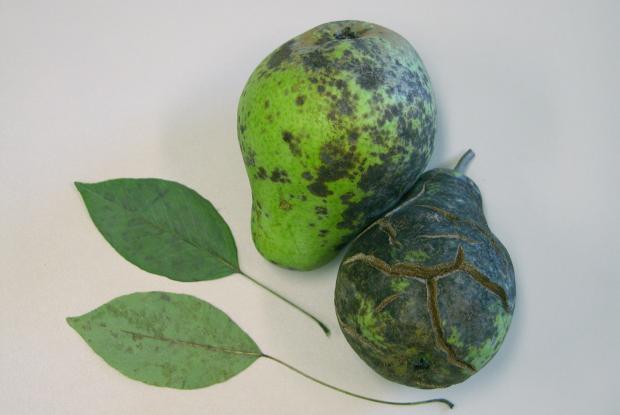 Pear scab Venturia pirina