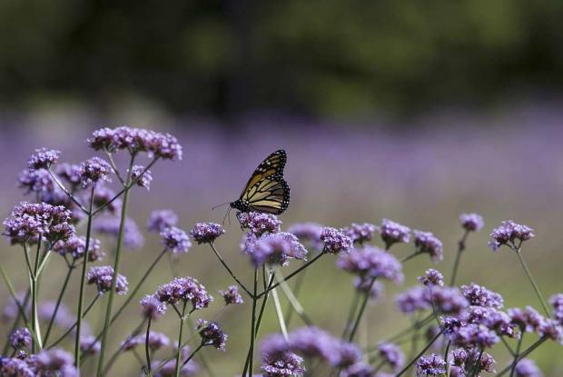 Vervaine de Buenos Aires Un papillon monarque posé sur une verveine de Buenos Aires (Verbena bonariensis).