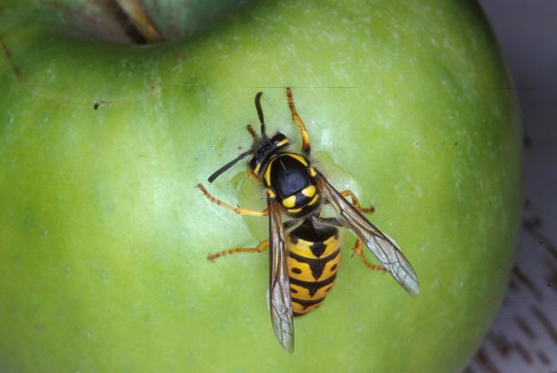 Vespula germanica, Québec, Canada.
