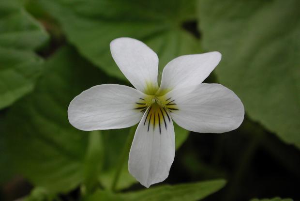 Viola canadensis
