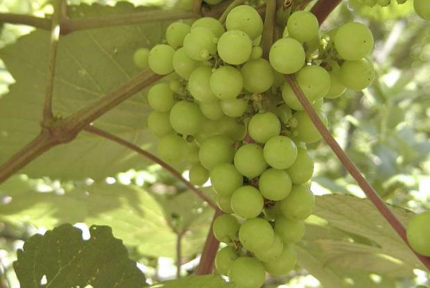 Vitis 'Delaware'