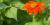 6 - Tournesol mexicain