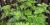 Ragweed (Ambrosia artemisiifolia)