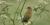 Bobolink