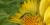 Agapostemon virescens