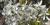 Amelanchier canadensis