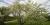 Amelanchier sp.