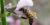 Apis mellifera