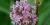 Asclepias syriaca