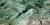 Evergreen boughs (0203-00017)