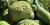 Calabash (gourd)