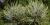 Cochenilles sur des aiguilles de pin   Bacterial blight on an apple tree  Pine needle scale  Titres courts Pommier malade  Cochenilles sur un pin