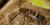 Collembola