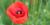 Un coquelicot