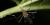 Culicidae