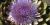 Cynara scolymus