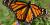 Danaus plexippus plexippus, Québec, Canada.