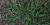 Crabgrass (Digitaria sp.)
