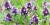 Fines herbes