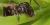Ant, Quebec, Canada