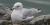 Larus delawarensis