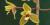 Cymbidium madidum