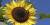 Helianthus annuus 'Clara'