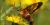 Hemaris thysbe