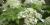 Hydrangea petiolaris