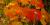 Poison ivy (Toxicodendron radicans) - Autumn colouring