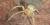 Yellow sac spider 