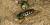 Bicyrtes quadrifasciatus