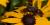  Bee flies