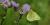 Colias philodice