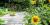Section horticole Les trois soeurs