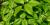  Poison ivy (Toxicodendron radicans) - Summer foliage