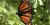 Limenitis archippus, Québec, Canada.