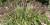 Plate-bande vivaces avec Pennisetum alopecuroides 'Red Head' au centre