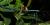Madagascar blue stick insect