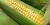 Zea mays