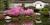 Rhododendron