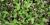 Ocimum basilicum 'Cinnamon'