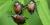 Popillia japonica