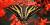 Papillon sur des fleurs