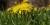 Dandelion (Taraxacum officinale)