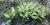 Rhodiola rosea (orpin rose)